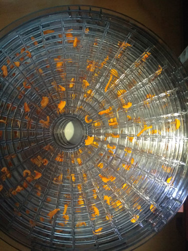 Usušené hokaido v sušičke