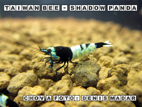 Taiwan_Bee_-_Shadow_Panda_-_Denis_Madar.jpg
