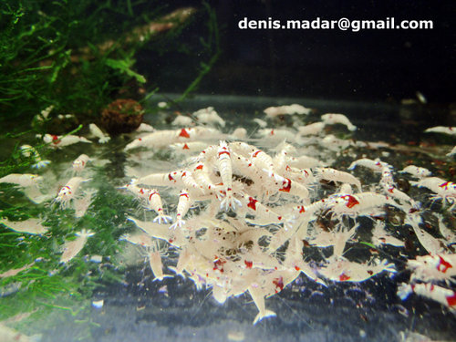 red_bee_ssss_mail.jpg (142.59 KiB) 27800 zobrazení SSS, SSSS, Snow White