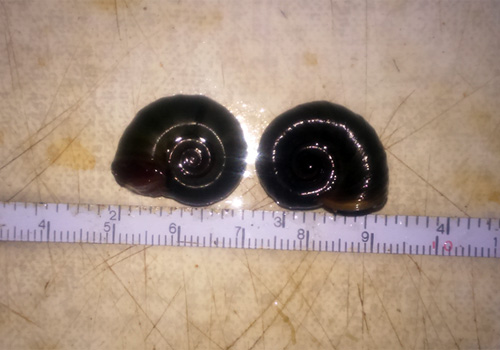 kotulka_2cm.jpg
