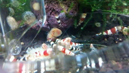 Krevetky sa zacali bit hned ako im to vypadlo z rurky do petriho misky