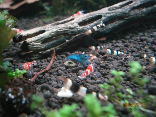 a ja budem mamina modra