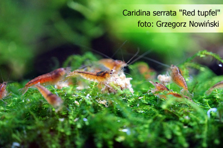 Caridina_serrata_Red_Tupfel.jpg