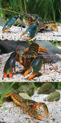 oo_54777.jpg